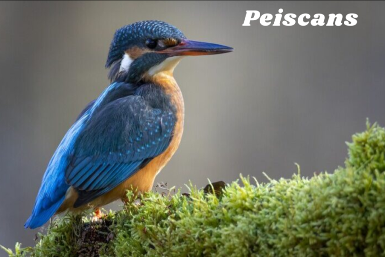 Peiscans: A Tapestry Of Myth, Ecology, And Cultural Heritage